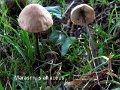 Mycetinis alliaceus-amf1262